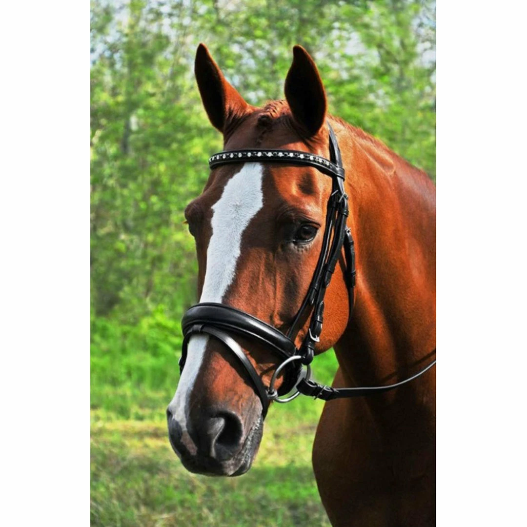 Red Barn By KL Select Cadence Dressage Bridle 3 Red Barn By KL Select Cadence Dressage Bridle