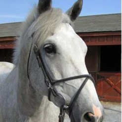 Nunn Finer Rubber Figure 8 Noseband English Bridles