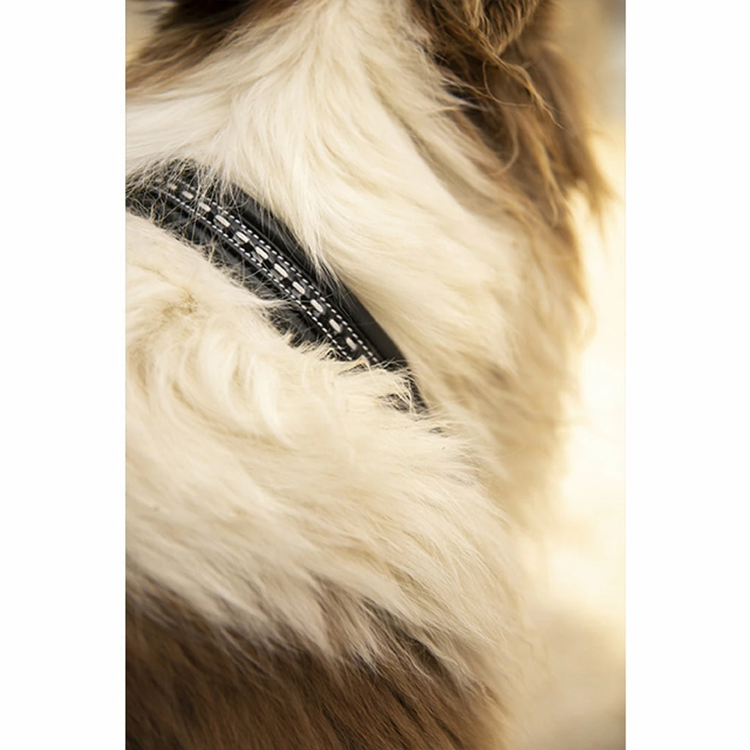 French Equestrian Penelope Dog Collar Horse Blankets & Stable Sheets 6 French Equestrian Penelope Dog Collar Horse Blankets & Stable Sheets