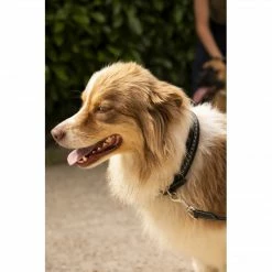 French Equestrian Penelope Dog Collar Horse Blankets & Stable Sheets 14 French Equestrian Penelope Dog Collar Horse Blankets & Stable Sheets