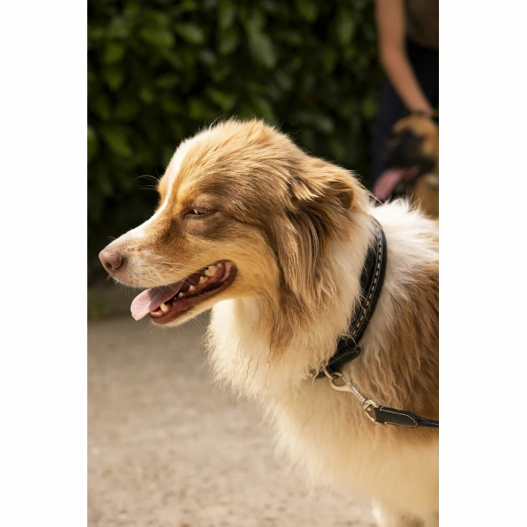 French Equestrian Penelope Dog Collar Horse Blankets & Stable Sheets 7 French Equestrian Penelope Dog Collar Horse Blankets & Stable Sheets