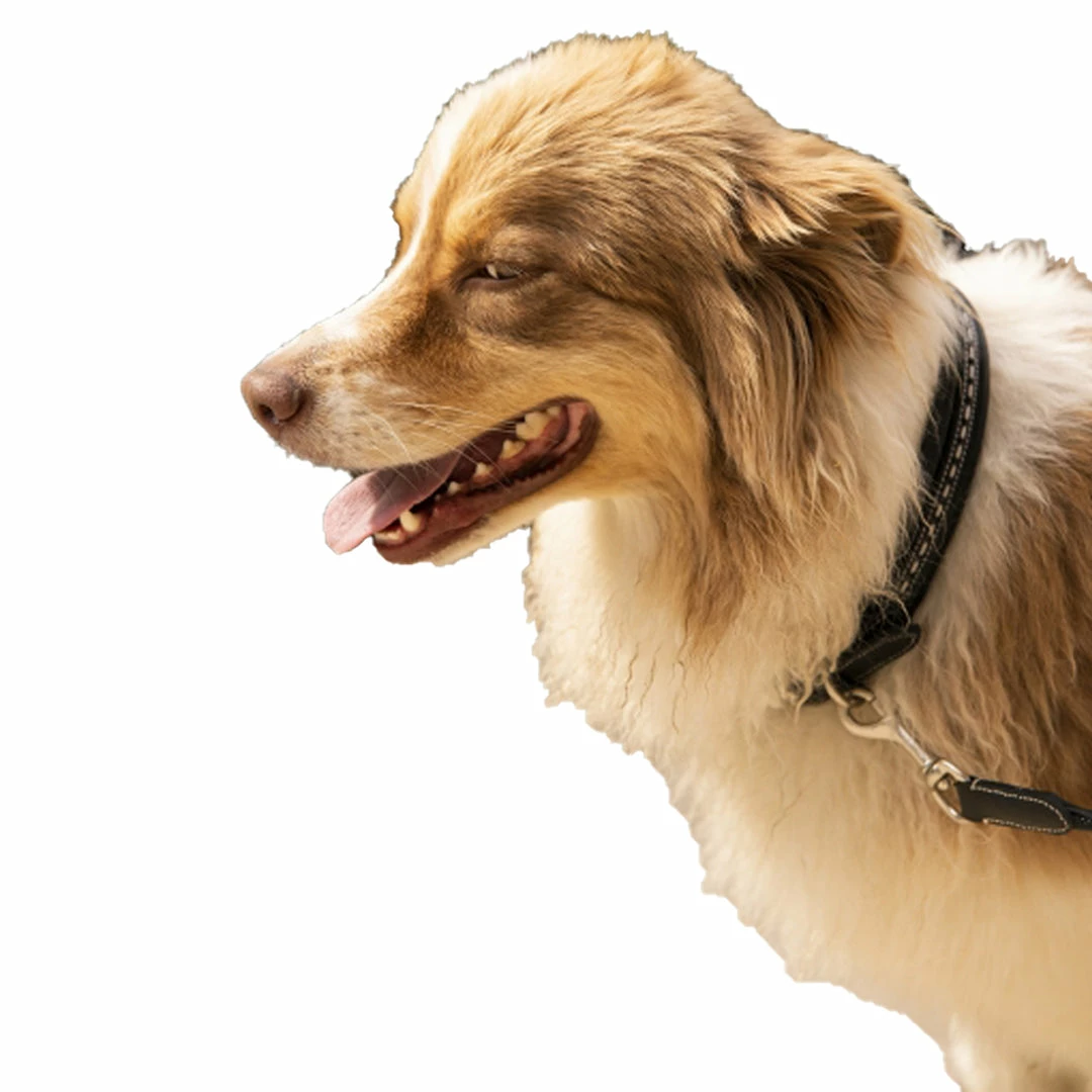 French Equestrian Penelope Dog Collar Horse Blankets & Stable Sheets 5 French Equestrian Penelope Dog Collar Horse Blankets & Stable Sheets