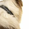 French Equestrian Penelope Dog Collar Horse Blankets & Stable Sheets 2 French Equestrian Penelope Dog Collar Horse Blankets & Stable Sheets