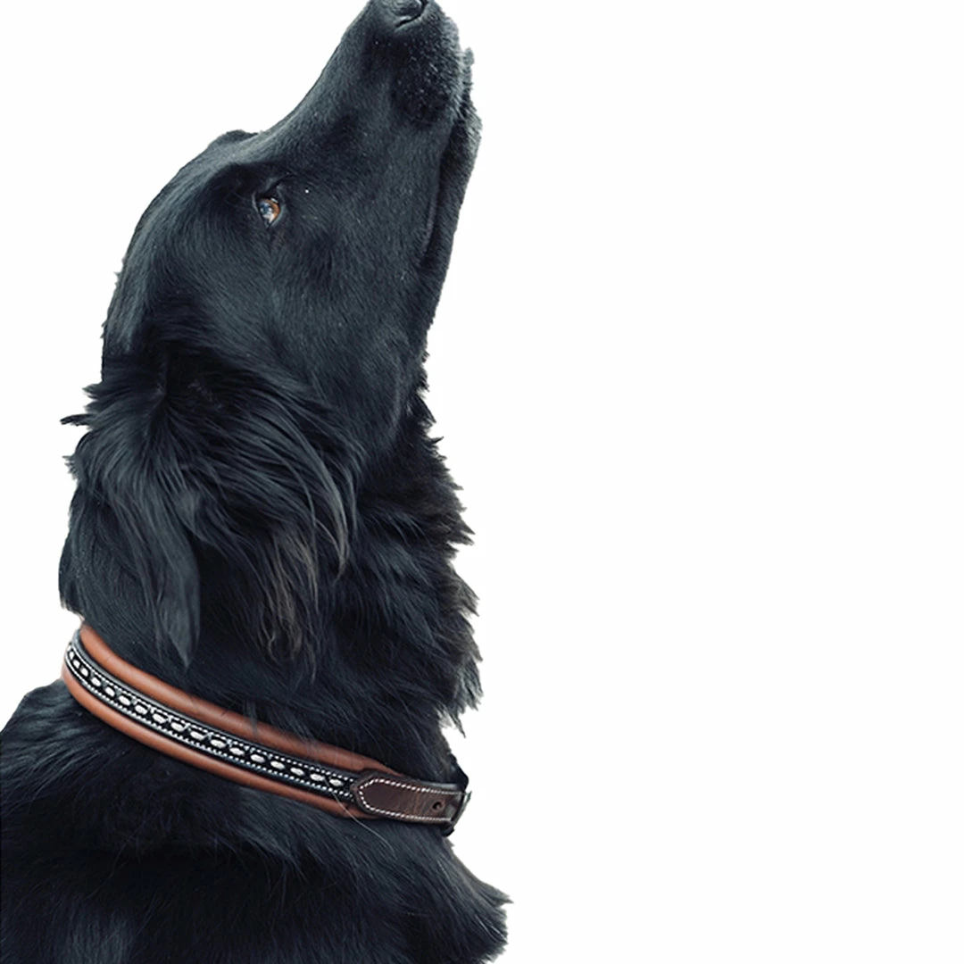 French Equestrian Penelope Dog Collar Horse Blankets & Stable Sheets 10 French Equestrian Penelope Dog Collar Horse Blankets & Stable Sheets