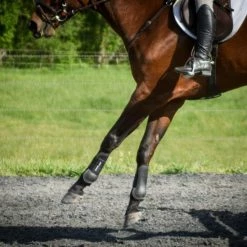 ThinLine Open Front Tendon Schooling Horse Boot