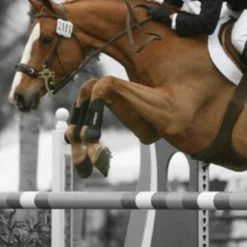 ThinLine Open Front Tendon Schooling Horse Boot