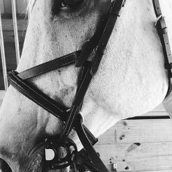 Frantisi Acavallo Sensitive Bit 25 Frantisi Acavallo Sensitive Bit