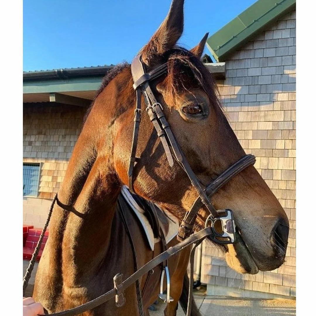 Frantisi Acavallo Sensitive Bit 14 Frantisi Acavallo Sensitive Bit