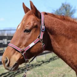 JPC Equestrian Tuffrider Nylon Breakaway Halter And Lead 15 JPC Equestrian Tuffrider Nylon Breakaway Halter And Lead