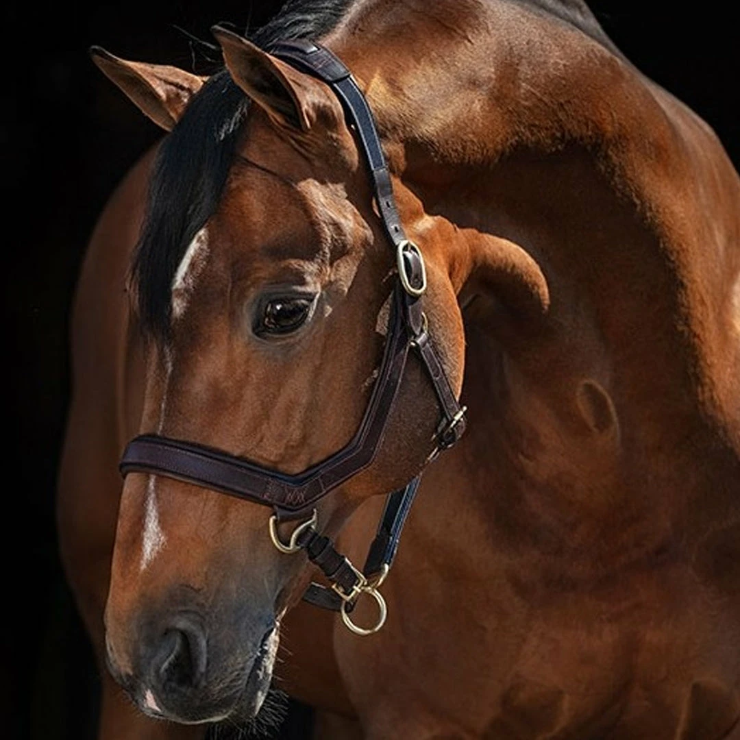 Halters & Leads Horseware Rambo Micklem Halter 4 Halters & Leads Horseware Rambo Micklem Halter