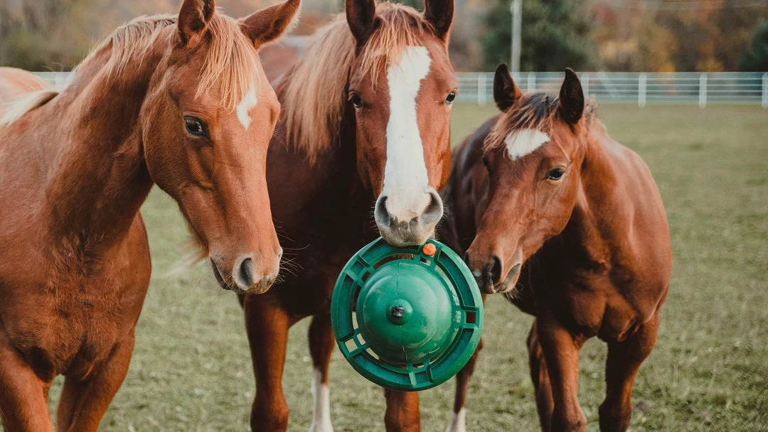 KVP International, Inc. 12" Equine Kong Boredom Buster Classic Kit Stall Toy Grooming 5 KVP International, Inc. 12" Equine Kong Boredom Buster Classic Kit Stall Toy Grooming
